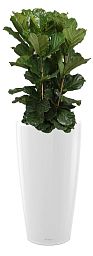 Ficus Lyrata in LECHUZA RONDO Self-watering Planter, Total Height 160 cm