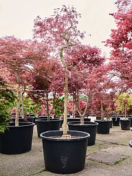 Acer pal. diss. 'Inaba-shidare'