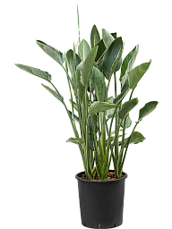 Tropical Bird of Paradise White Strelitzia reginae Indoor House Plants