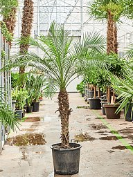 Tropical Pygmy Date Palm Phoenix roebelenii (470-500) Indoor House Plants