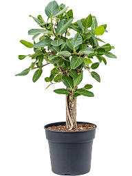 Lush Banyan Fig Ficus benghalensis 'Audrey' Indoor House Plants