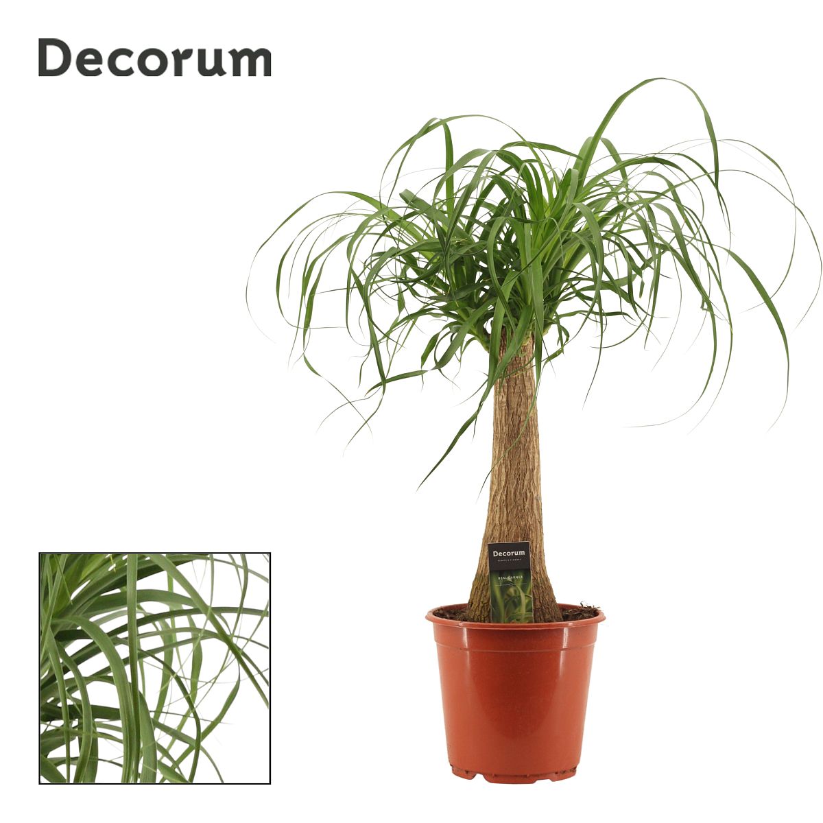 Beaucarnea