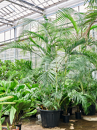 Lush Areca Palm Dypsis (Areca) lutescens Indoor House Plants