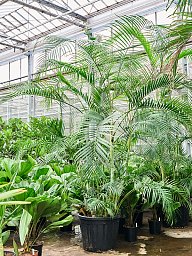 Lush Areca Palm Dypsis (Areca) lutescens Indoor House Plants