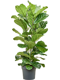 Lush Fiddle Leaf Fig Ficus lyrata Indoor House Plants