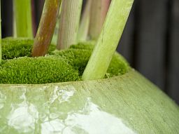 Ceramic Lime Round Glossy Planter Pot In/Out