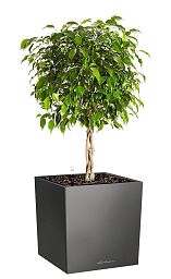 Ficus Benjamina Exotica in LECHUZA CUBE Self-watering Planter, Total Height 85 cm