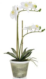 AN-Phalaenopsis Real Touch in Pot Artificial Flower Plant