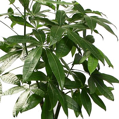 Insta-friendly Money Tree Pachira aquatica Tall Indoor House Plants Trees