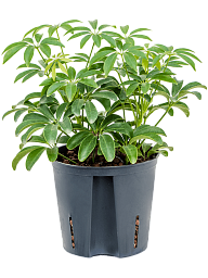 Easy-Care Umbrella Tree Schefflera arboricola 'Luseana' Indoor House Plants
