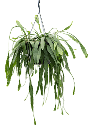 Easy-Care Snowdrop Cactus Lepismium houlletianum Indoor House Plants