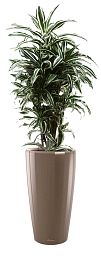 Dracaena Fragrans Warneckii in LECHUZA RONDO Self-watering Planter, Total Height 140 cm
