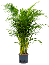 Lush Areca Palm Dypsis (Areca) lutescens Indoor House Plants