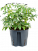 Easy-Care Umbrella Tree Schefflera arboricola 'Luseana' Indoor House Plants