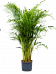 Lush Areca Palm Dypsis (Areca) lutescens Indoor House Plants