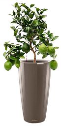 Citrofortunella Volcano Lemon in LECHUZA RONDO Self-watering Planter, Total Height 100 cm