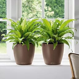 LECHUZA CLASSICO Color Round Poly Resin Self-watering Planter