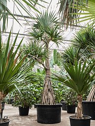Screw Pine Pandanus utilis
