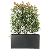 Trough planters