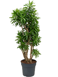 Fabulous Pleomele (Dracaena) reflexa 'Song of Jamaica' Tall Indoor House Plants Trees