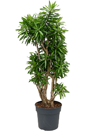 Fabulous Pleomele (Dracaena) reflexa 'Song of Jamaica' Tall Indoor House Plants Trees