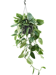 Shade-loving Swiss Cheese Plant Monstera karstenianum Indoor House Plants