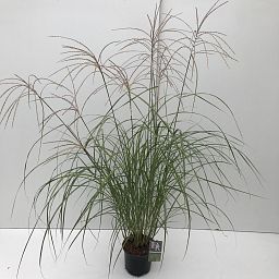 Miscanthus sinensis 'Flamingo'