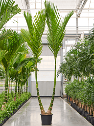 Tropical Dwarf Betel Nut Palm Areca catechu dwarf (450-525) Tall Indoor House Plants Trees