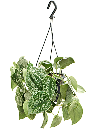 Shade-loving Satin Pothos Scindapsus pictus 'Silvery Ann'' Indoor House Plants