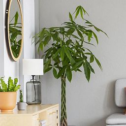 Braided Pachira Aquatica in LECHUZA QUADRO LS Self-watering Planter, Total Height 160 cm