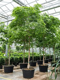 Lush Verawood Bulnesia arborea Tall Indoor House Plants Trees