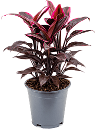 Colorful Ti Plant Cordyline fruticosa 'Mambo' Indoor House Plants