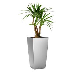 Yucca in LECHUZA CUBICO Self-watering Planter, Total Height 110 cm