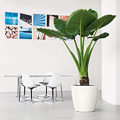 LECHUZA CLASSICO LS Round Poly Resin Self-watering Planter