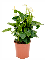 Shade-loving Flamingo Flower Anthurium andraeanum 'Sumi' Indoor House Plants