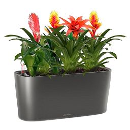 Blooming Bromeliads in LECHUZA DELTA Self-watering Planter, Total Height 50 cm
