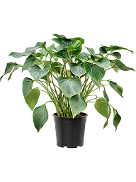 Homalomena 'Emerald Gem'