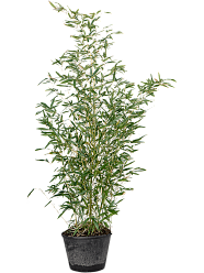 Easy-Care Bamboo Phyllostachys bissetii