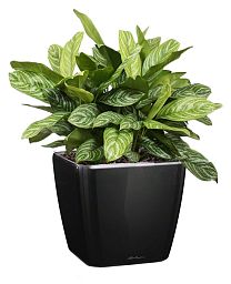 Aglaonema Stripes in LECHUZA QUADRO LS Self-watering Planter, Total Height 60 cm
