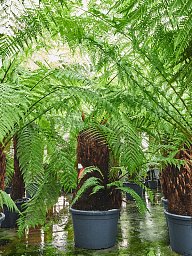 Lush Soft Tree Fern Dicksonia antarctica Tall Indoor House Plants Trees