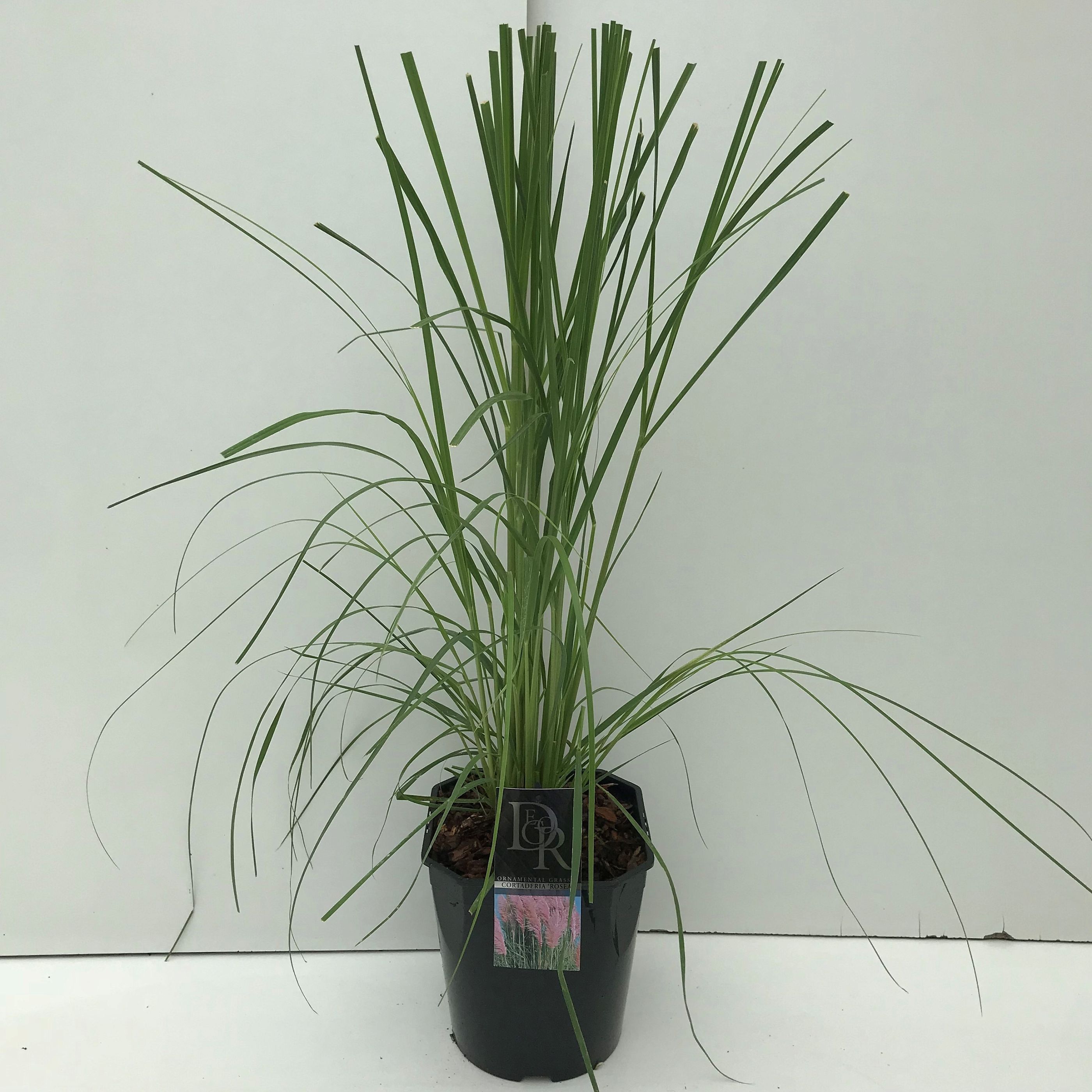 Cortaderia selloana 'Rosea'
