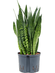 Elegant Snake Plant Sansevieria zeylanica Indoor House Plants