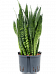 Elegant Snake Plant Sansevieria zeylanica Indoor House Plants