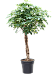 Delicate Umbrella Tree Schefflera arboricola 'Gold Capella' Indoor House Plants