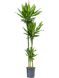 Colorful Corn Plant Dracaena fragrans 'Cintho' Indoor House Plants