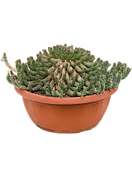 Easy-Care African Milk Tree Euphorbia inermis Indoor House Plants
