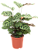 Showy Pin-Stripe Calathea makoyana Indoor House Plants
