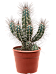 Photogenic Toothpick Cactus Stetsonia coryne Indoor House Plants