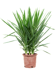 Insta-friendly Spineless Yucca elephantipes Tall Indoor House Plants Trees