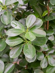 Lush Chinese Banyan Ficus microcarpa 'Moclame' Indoor House Plants